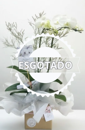 Orquídea na Caixa