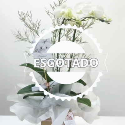 Orquídea na Caixa