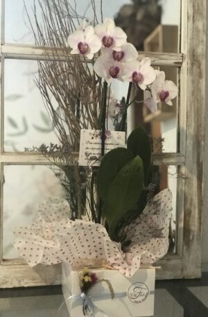 Orquídea na Caixa
