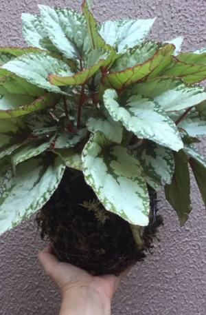 Kokedama