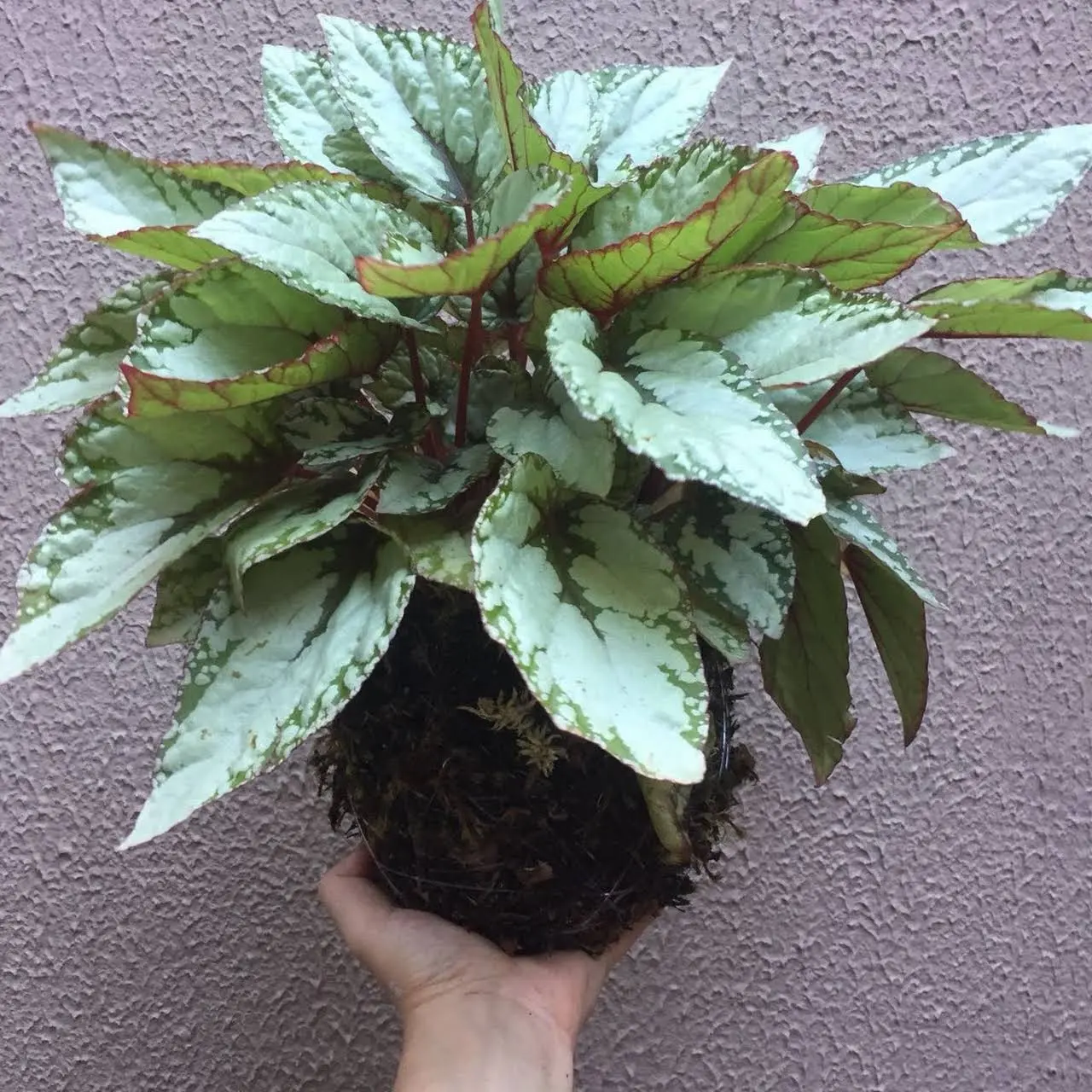 Caixa de Flores Secas