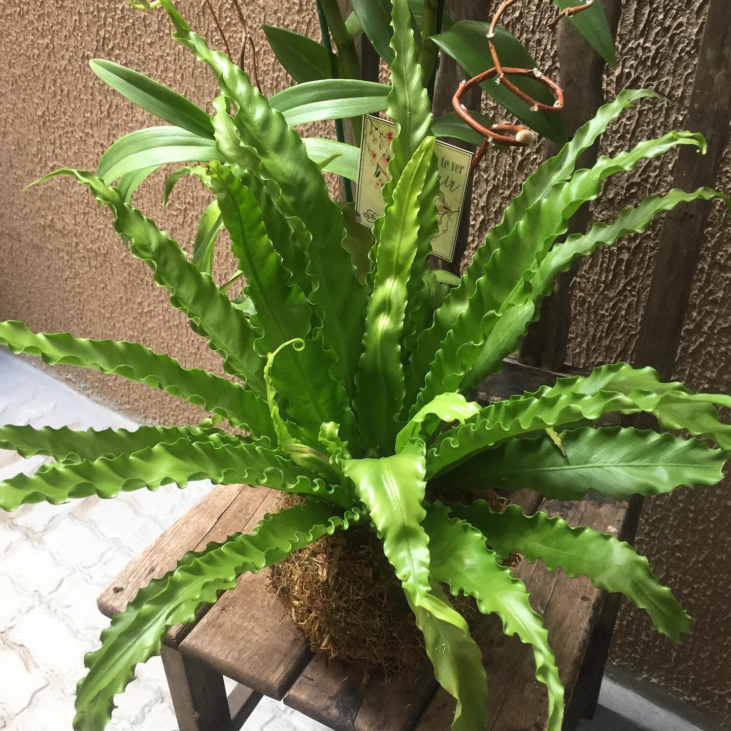 Kokedama - Imagem 3