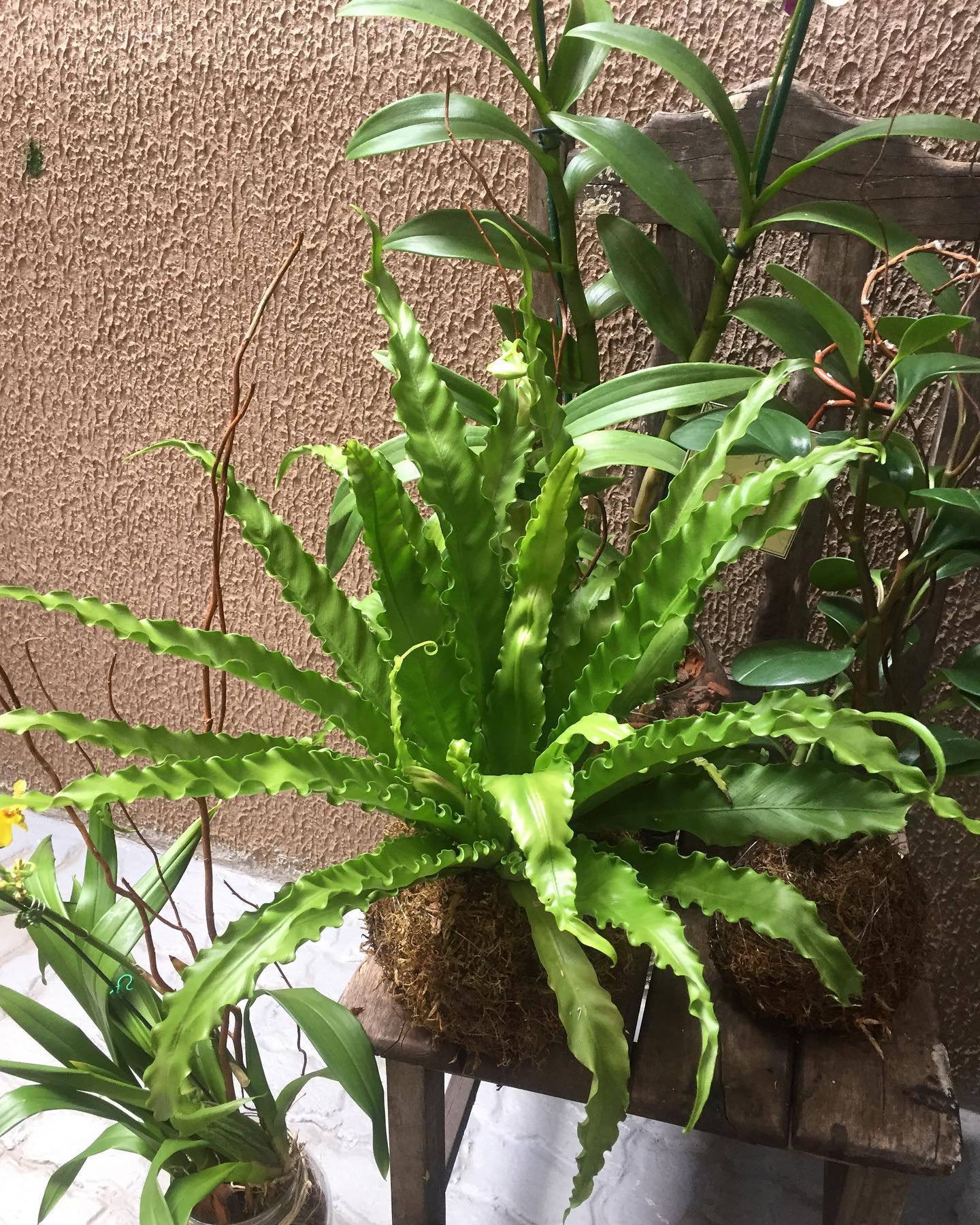 Kokedama - Imagem 5