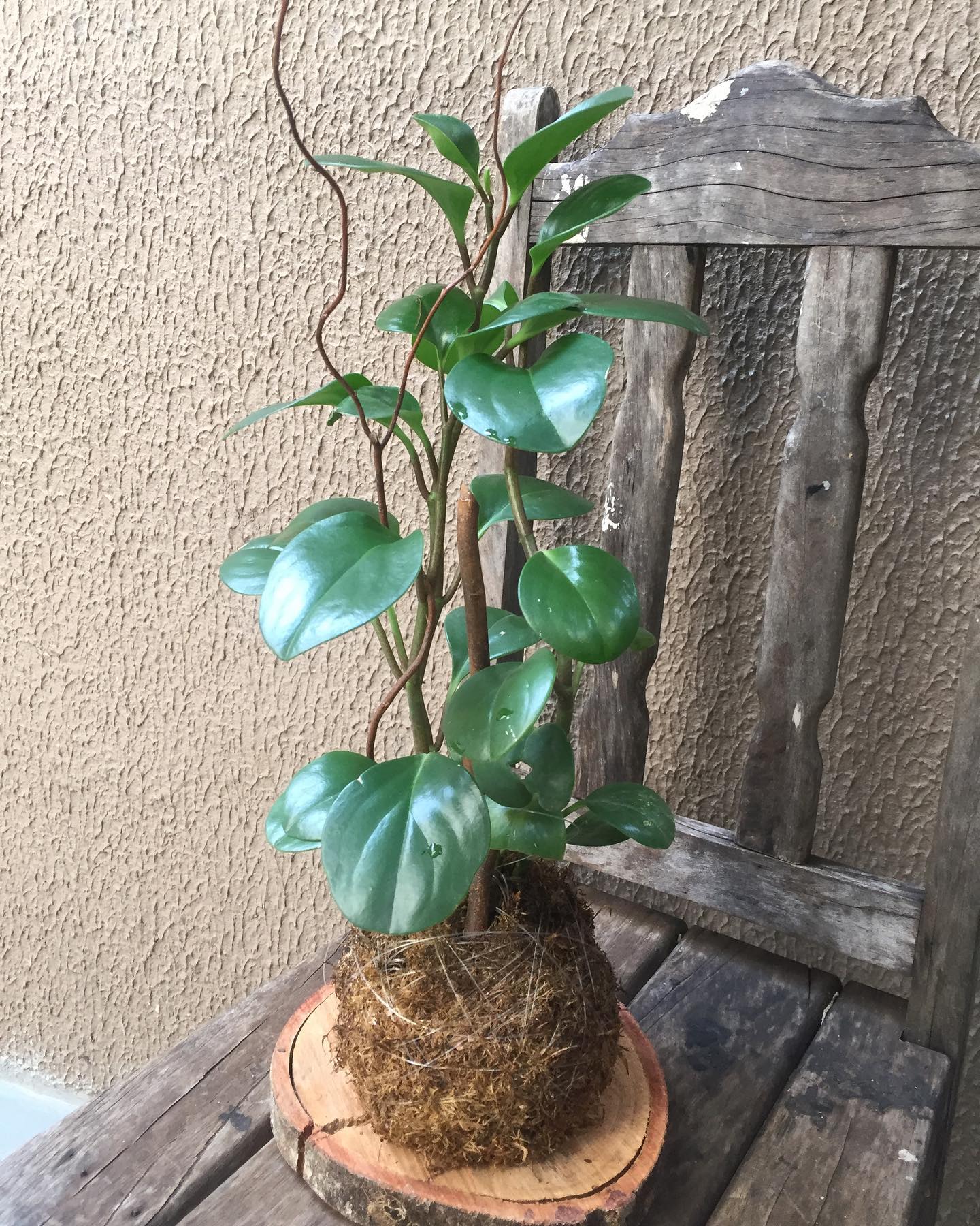 Kokedama - Imagem 7