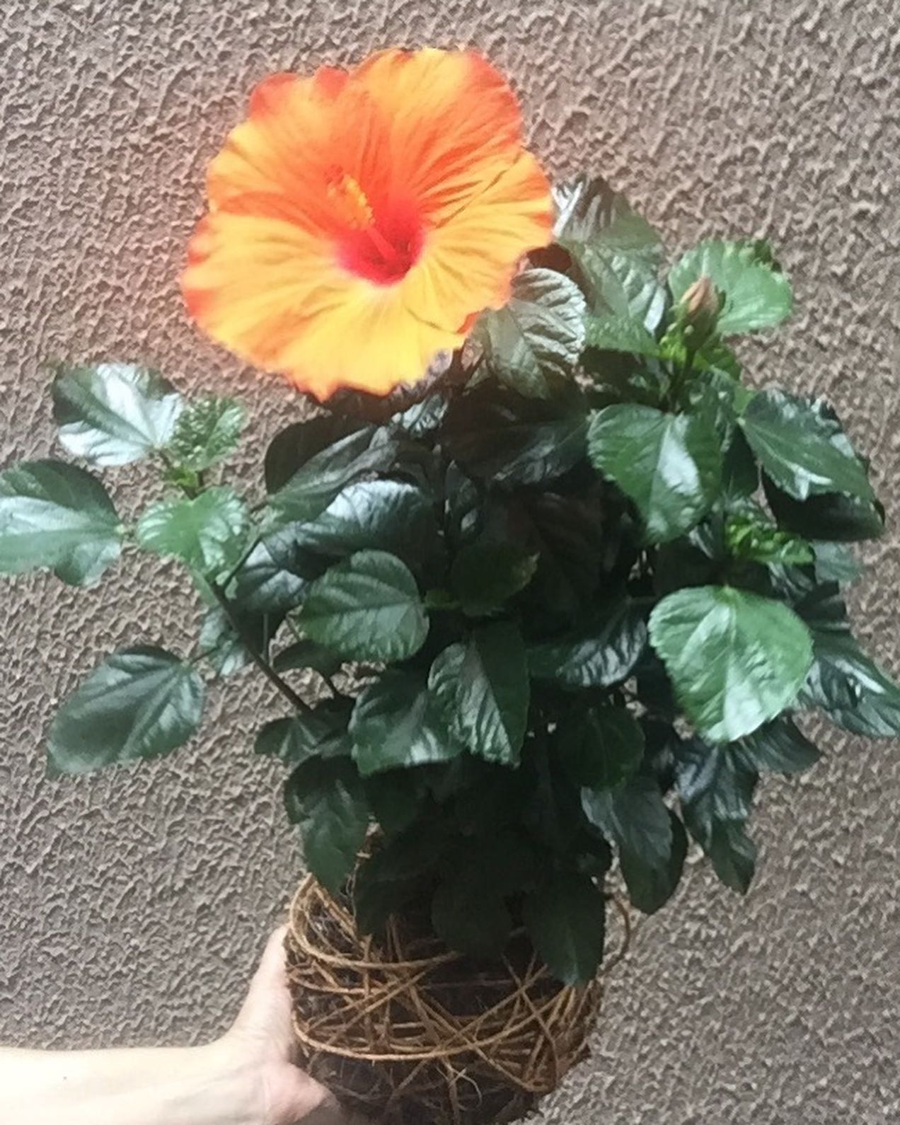 Kokedama - Imagem 4