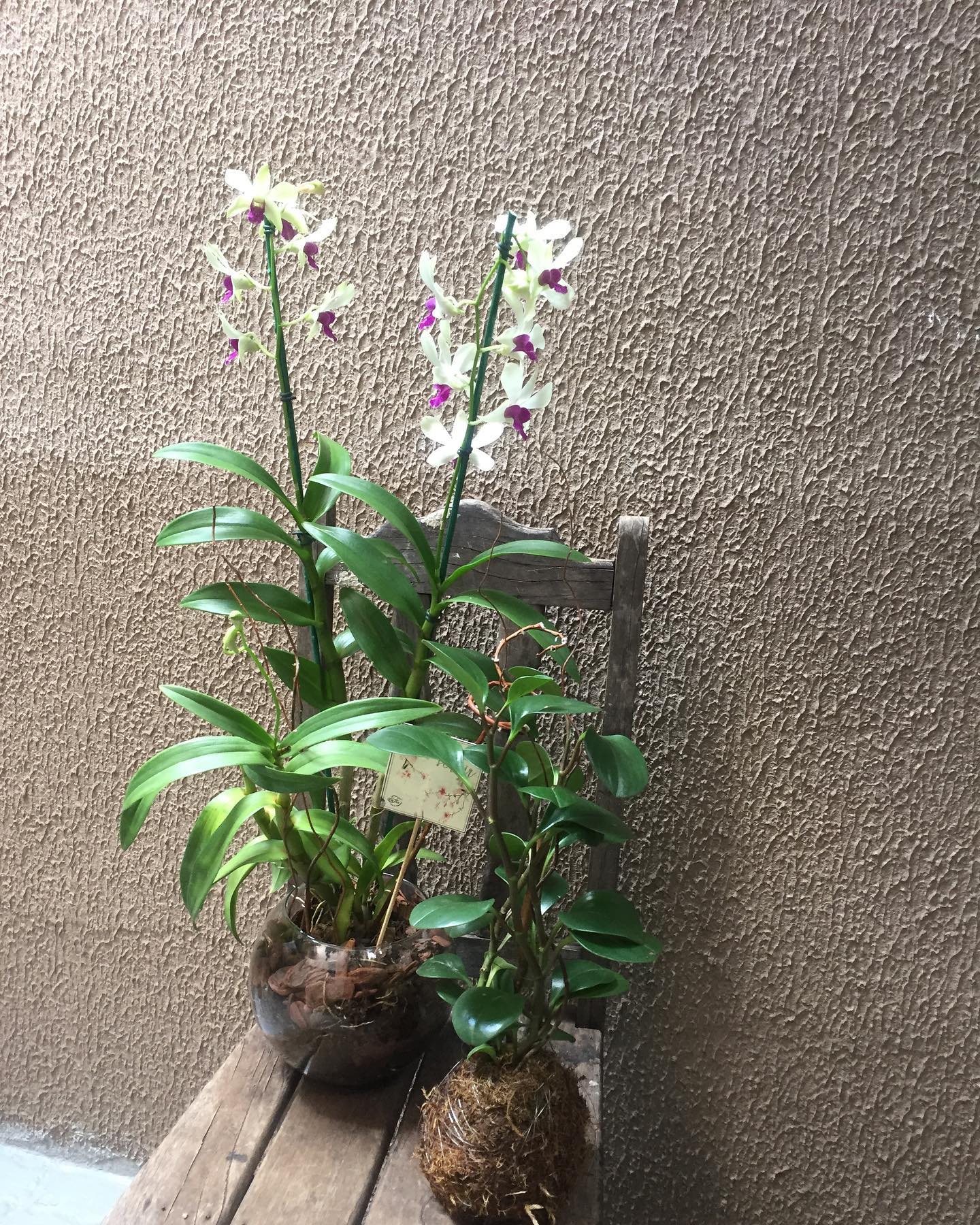 Kokedama - Imagem 6