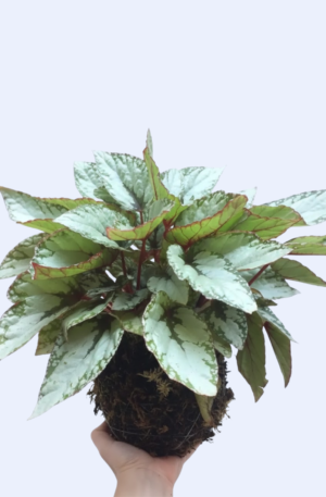 Kokedama