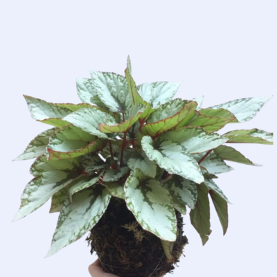 Kokedama