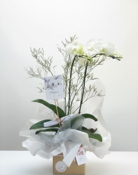 orquidea na caixa